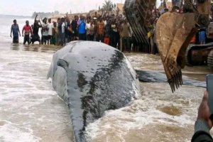 Muanda : la mort d’une baleine échouée révèle les faiblesses de l’ICCN face aux urgences marines