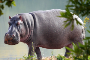 Luiza : nouvelle attaque d’hippopotame, un homme grièvement blessé aux fesses (3e cas en 2026)