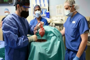 Santé: mort du premier greffé d'un cœur de porc deux mois après la transplantation